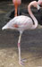 Mystery Bird hint